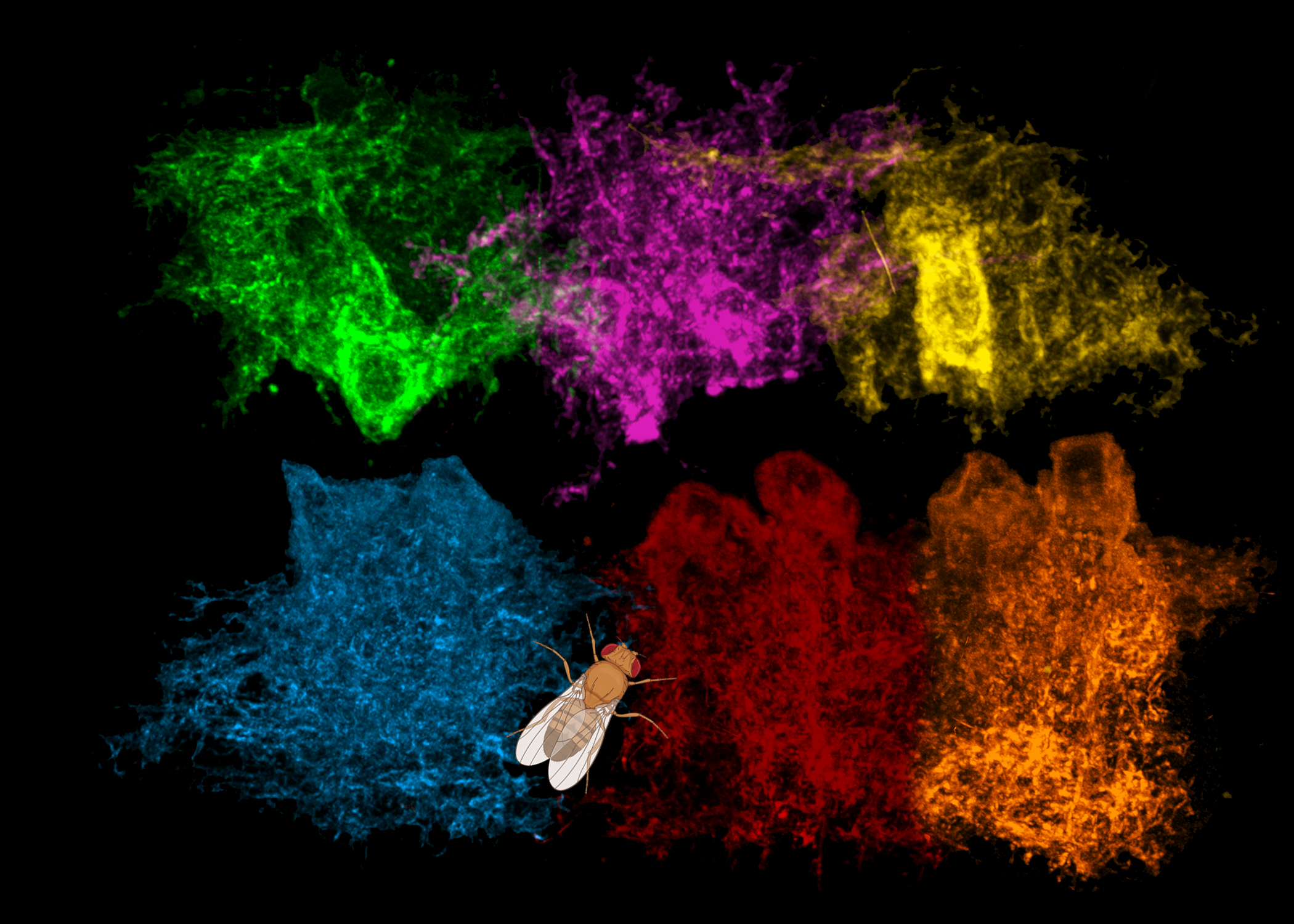 A Drosophila astrocyte with finely branched processes, shown alongside an adult fruit fly
