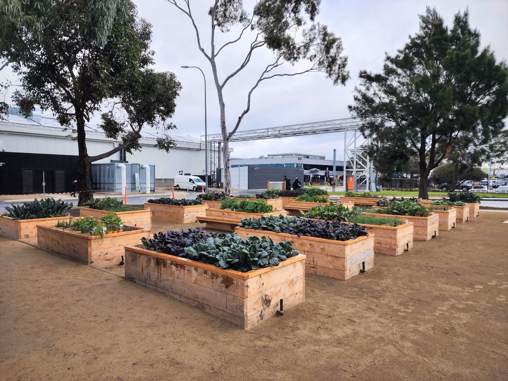 Macrocarpa garden planters growing vegetables