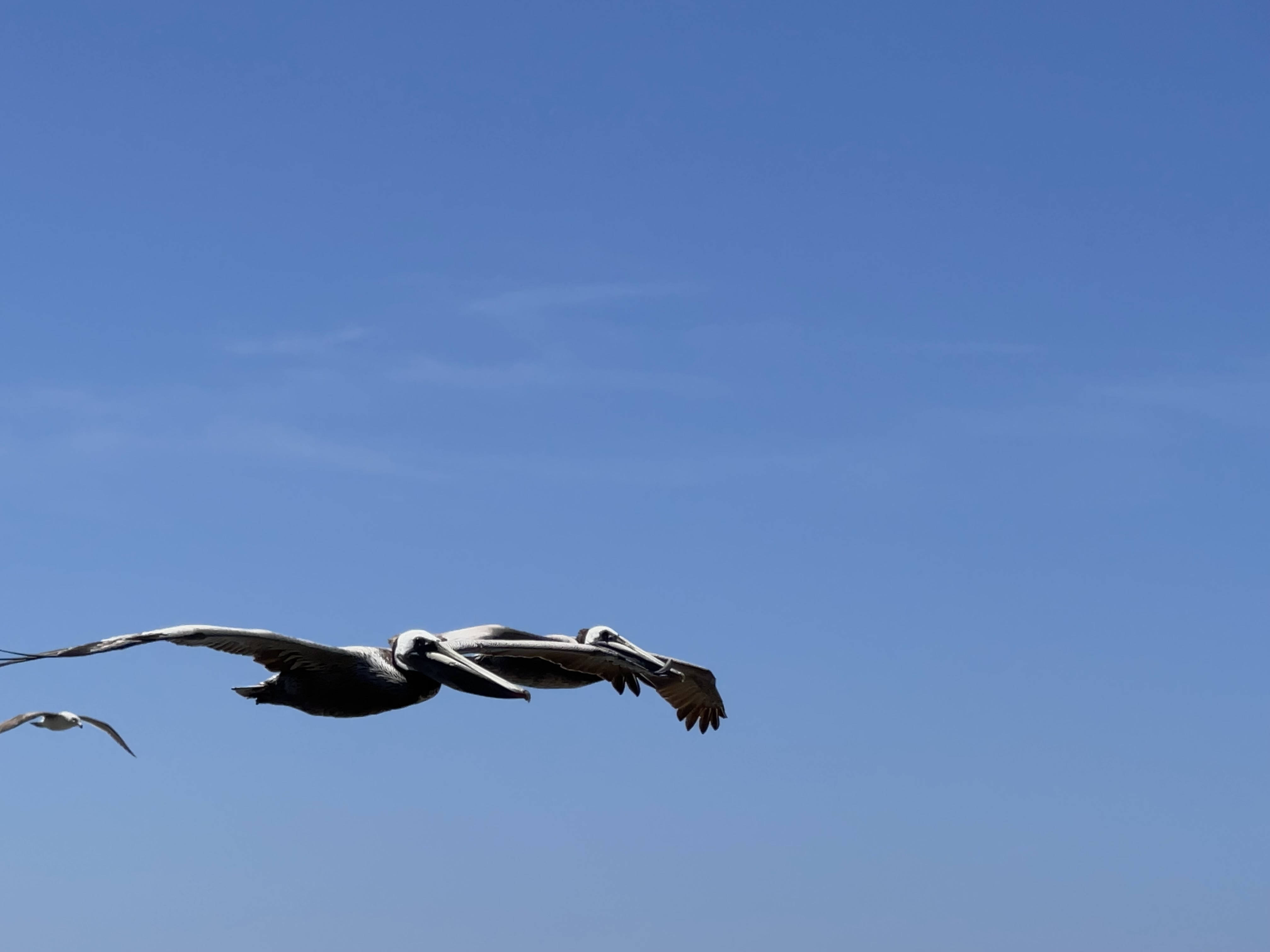 Brown pelicans gliding over the Southern California coast