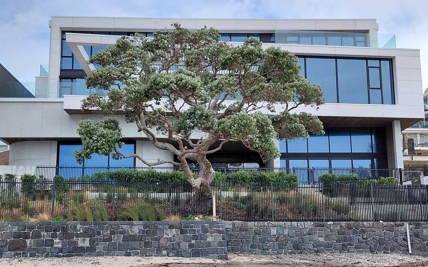 Large tree with sprawling branches in front of a modern glass and concrete building.