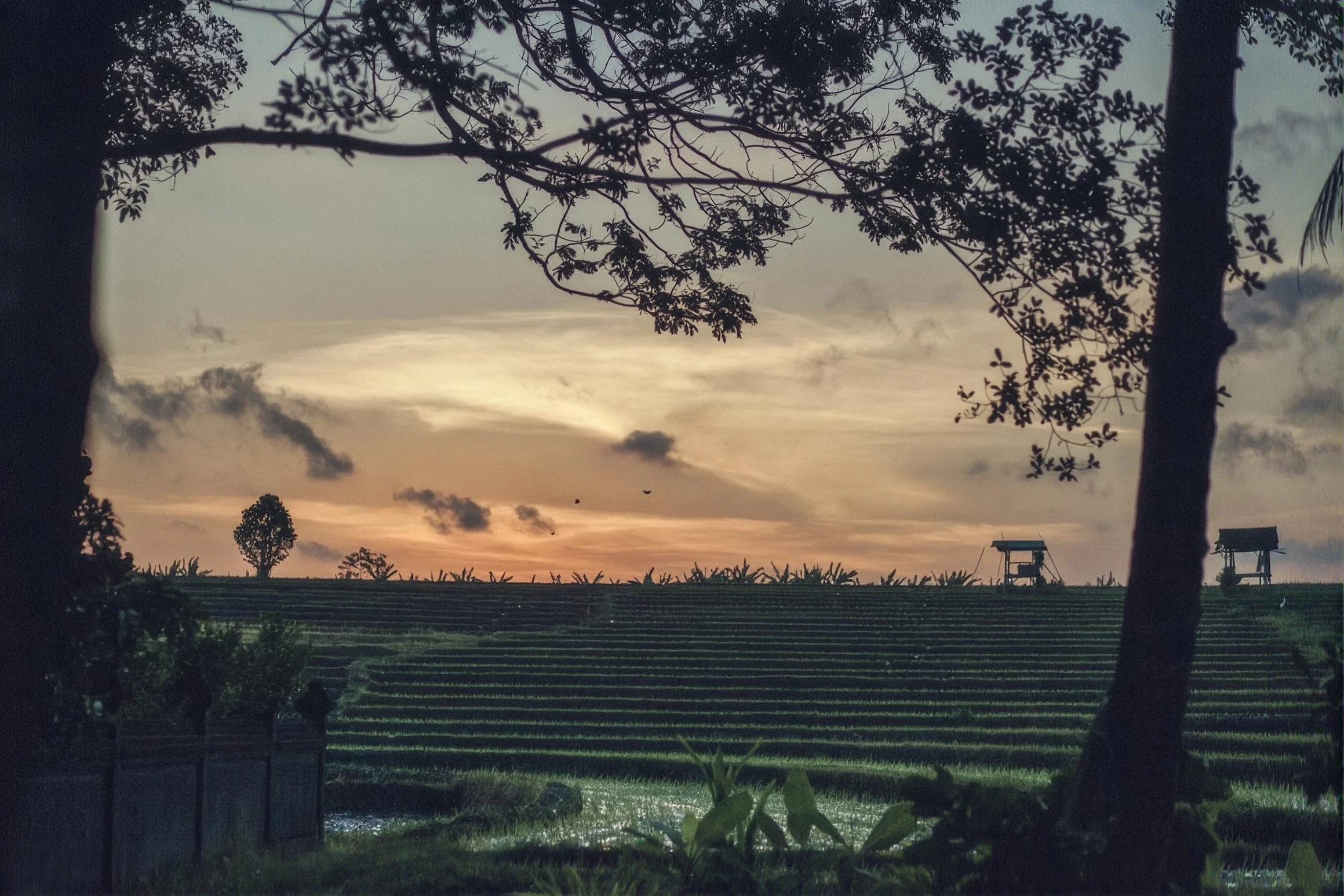 Rice terraces at dusk beyond the villa