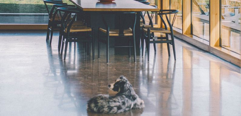 A mottled grey and white dog laying on polished concrete floor in dining room area