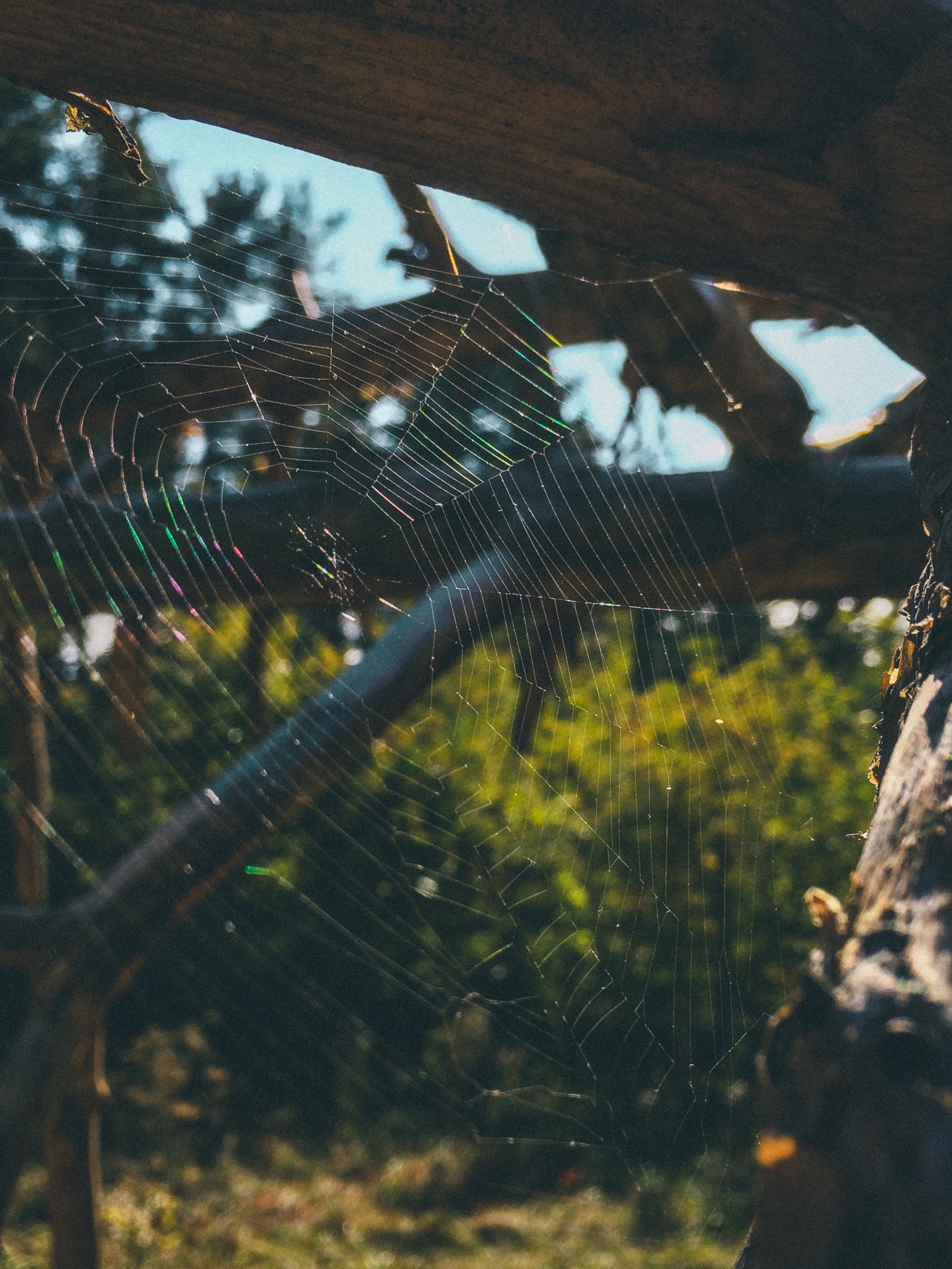 Autism and Spiders