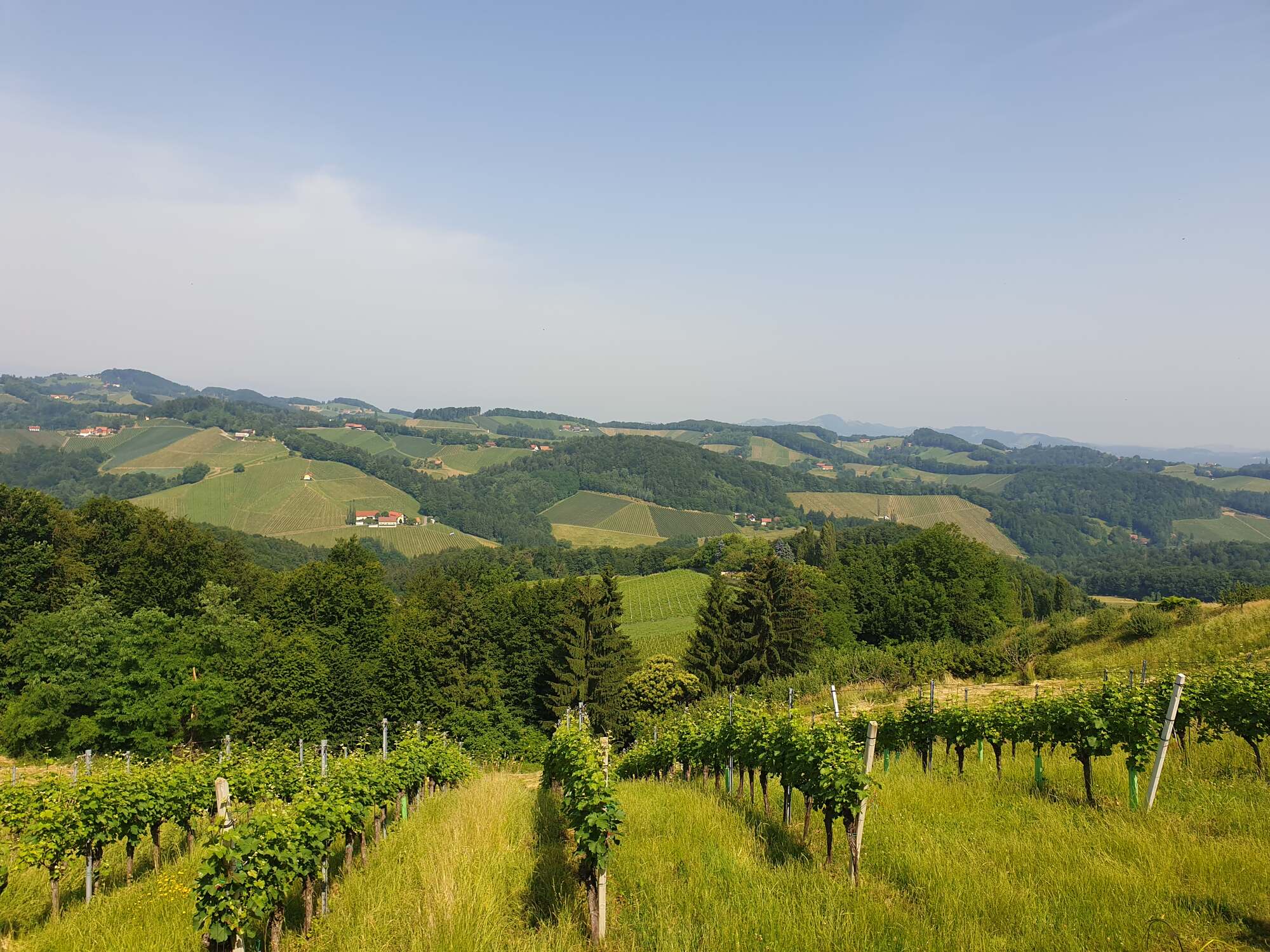 Weg durch die Weingärten