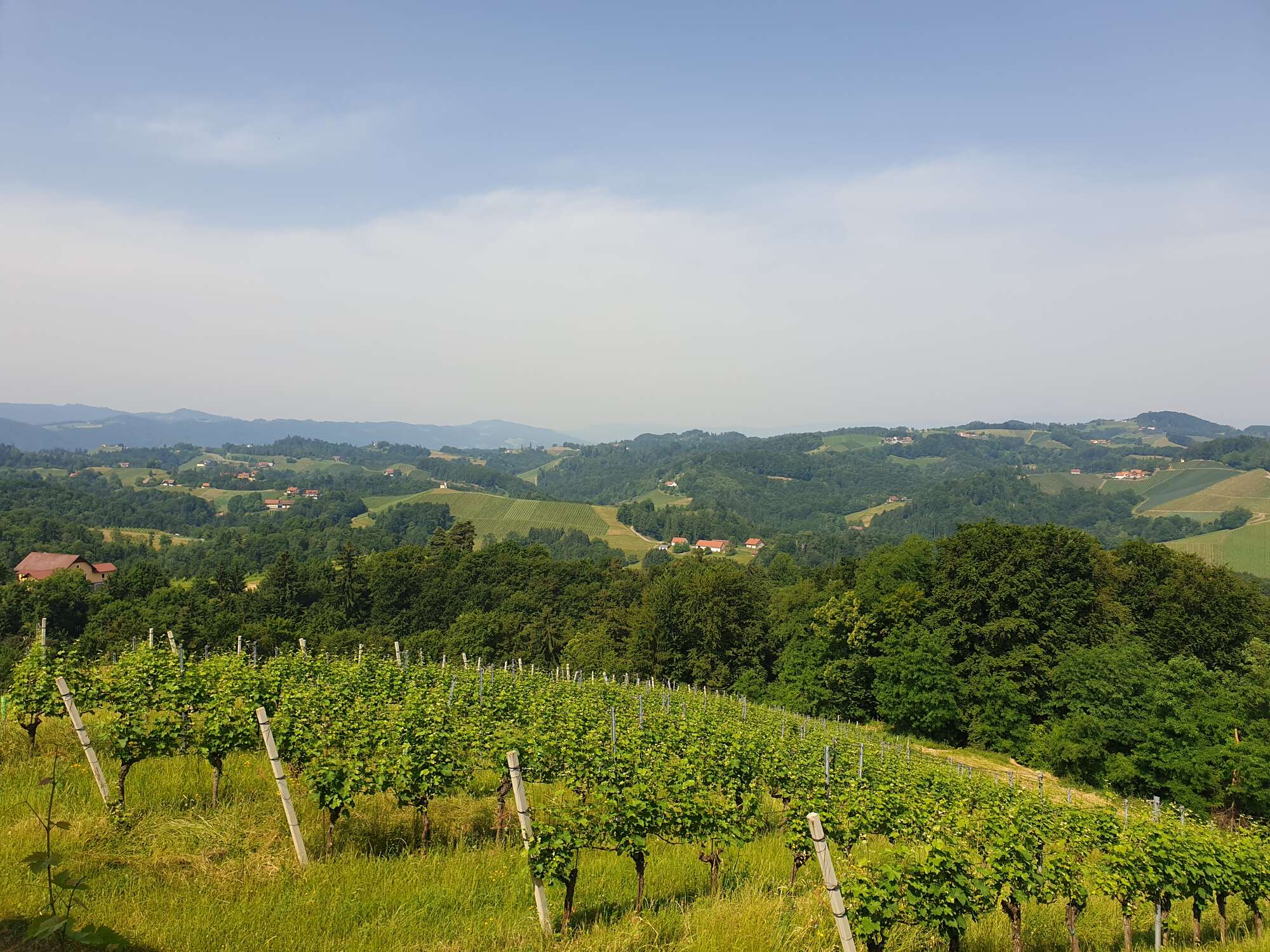 Weinberge rund um Gamlitz