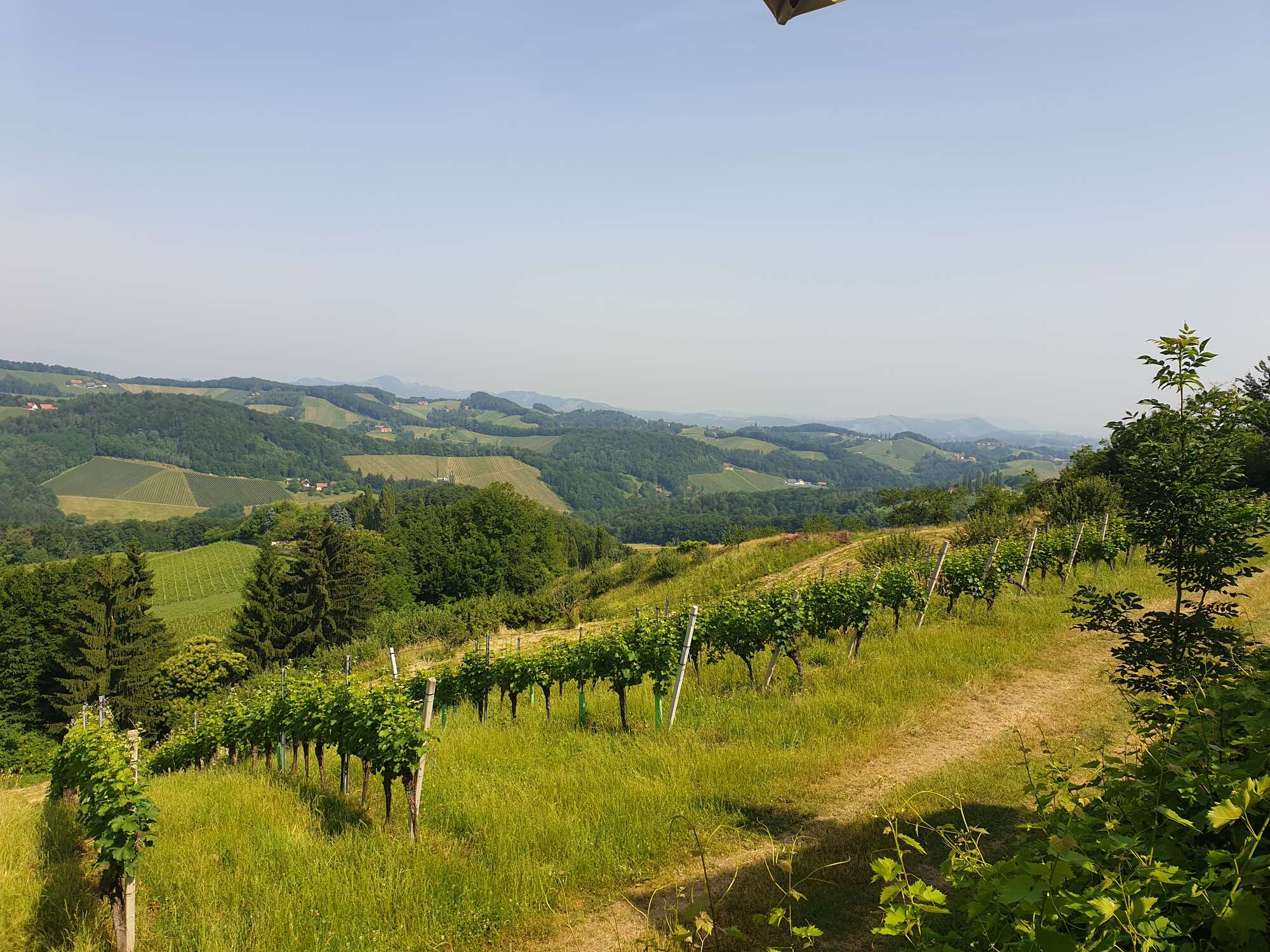 Weinberge in der Südsteiermark