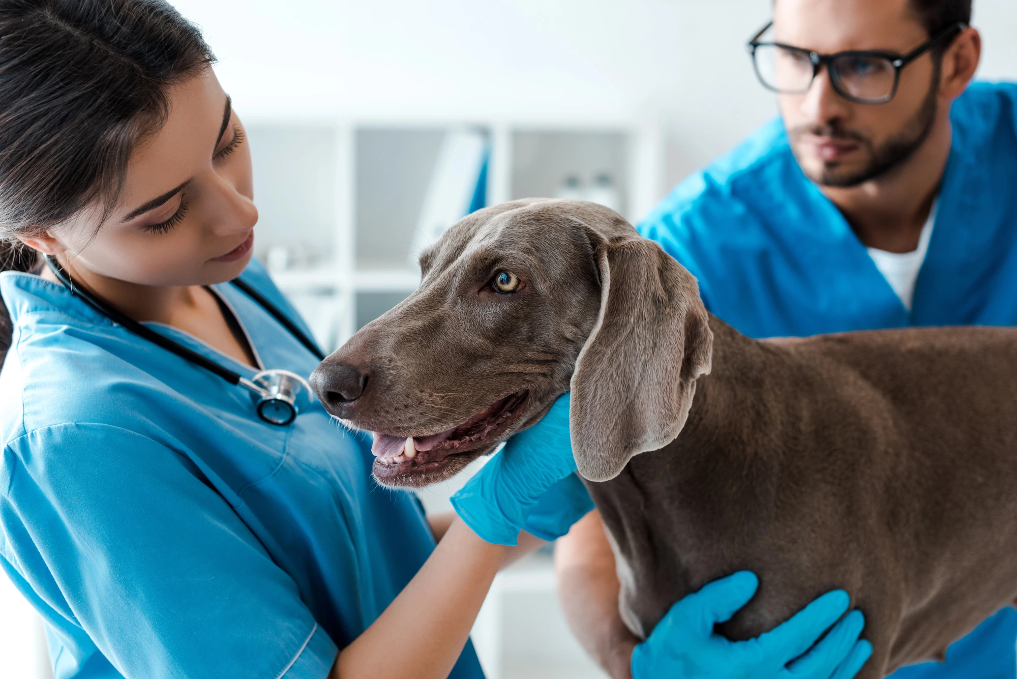 vets working thanks to veterinary recruiter