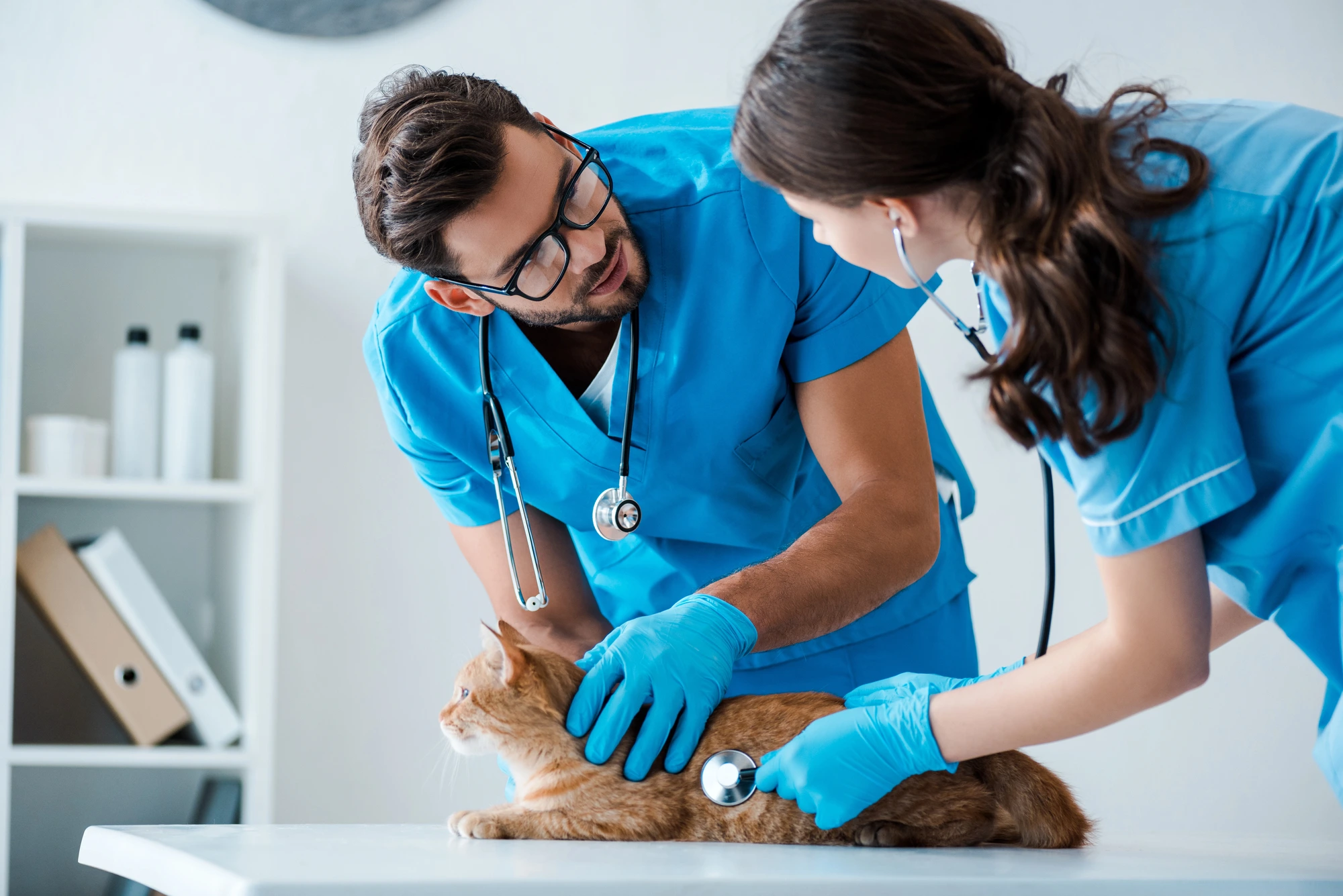 veterinarians working at veterinary practice for sale