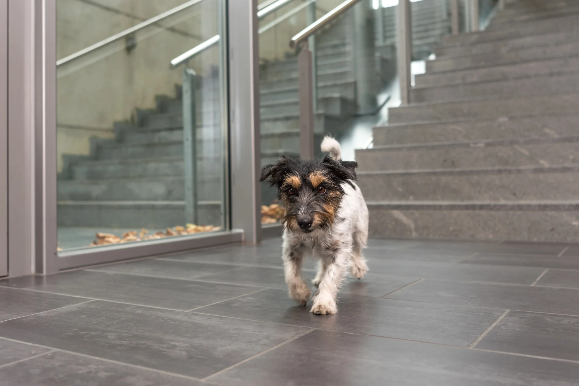 veterinary practice valuation