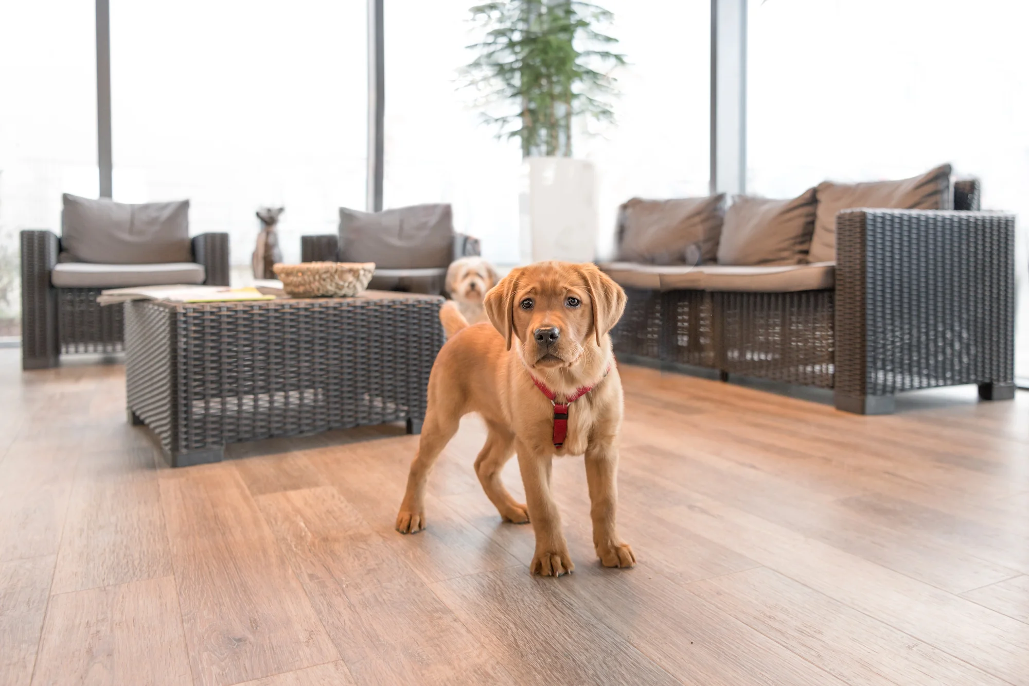 great building with good veterinary practice valuation