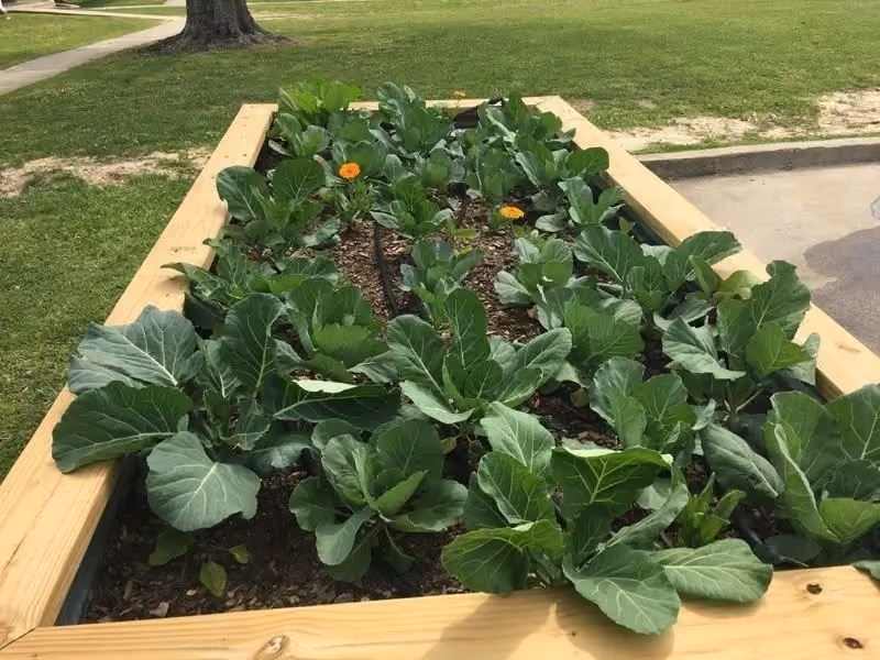Raised garden beds at an EBRPHA community