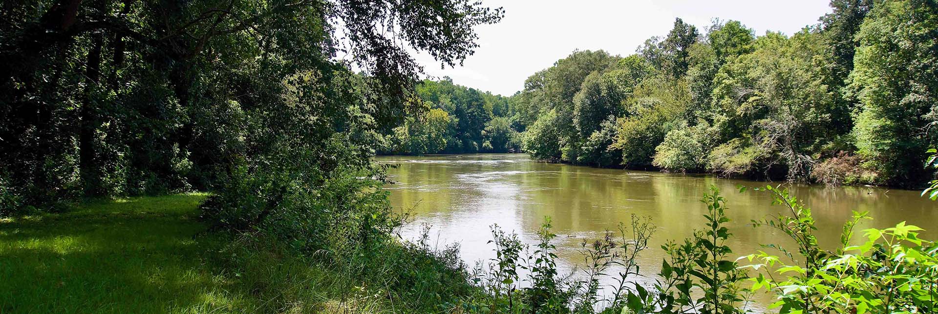 Calm river surrounded by lush green trees and plants on a sunny day.