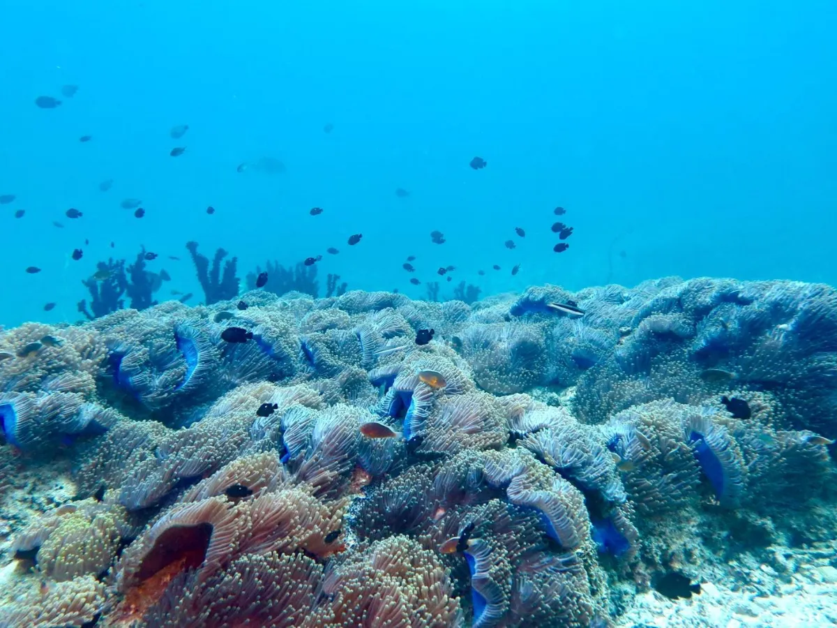 Island Snorkelling Excursion | SAMARA Lodge Vilanculos