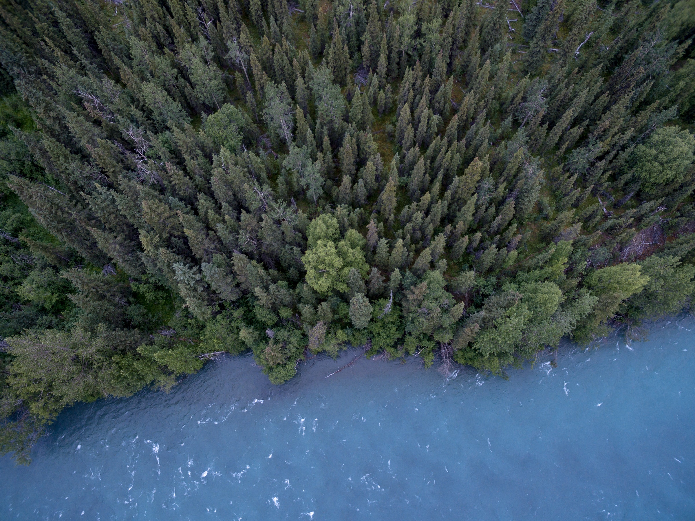 Aerial view of forest meeting water