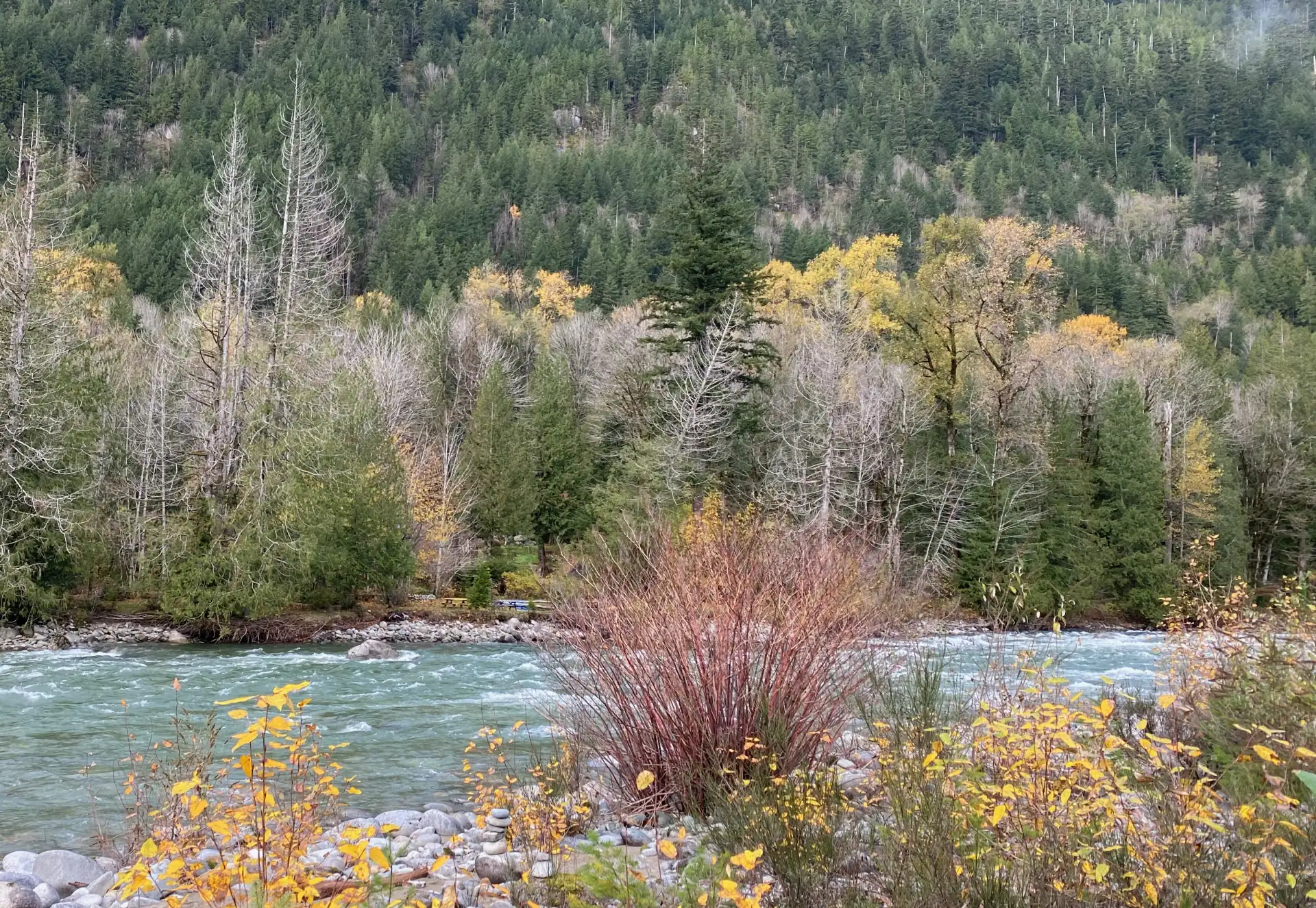 Mountain river running past a forested hillside with autumn foliage