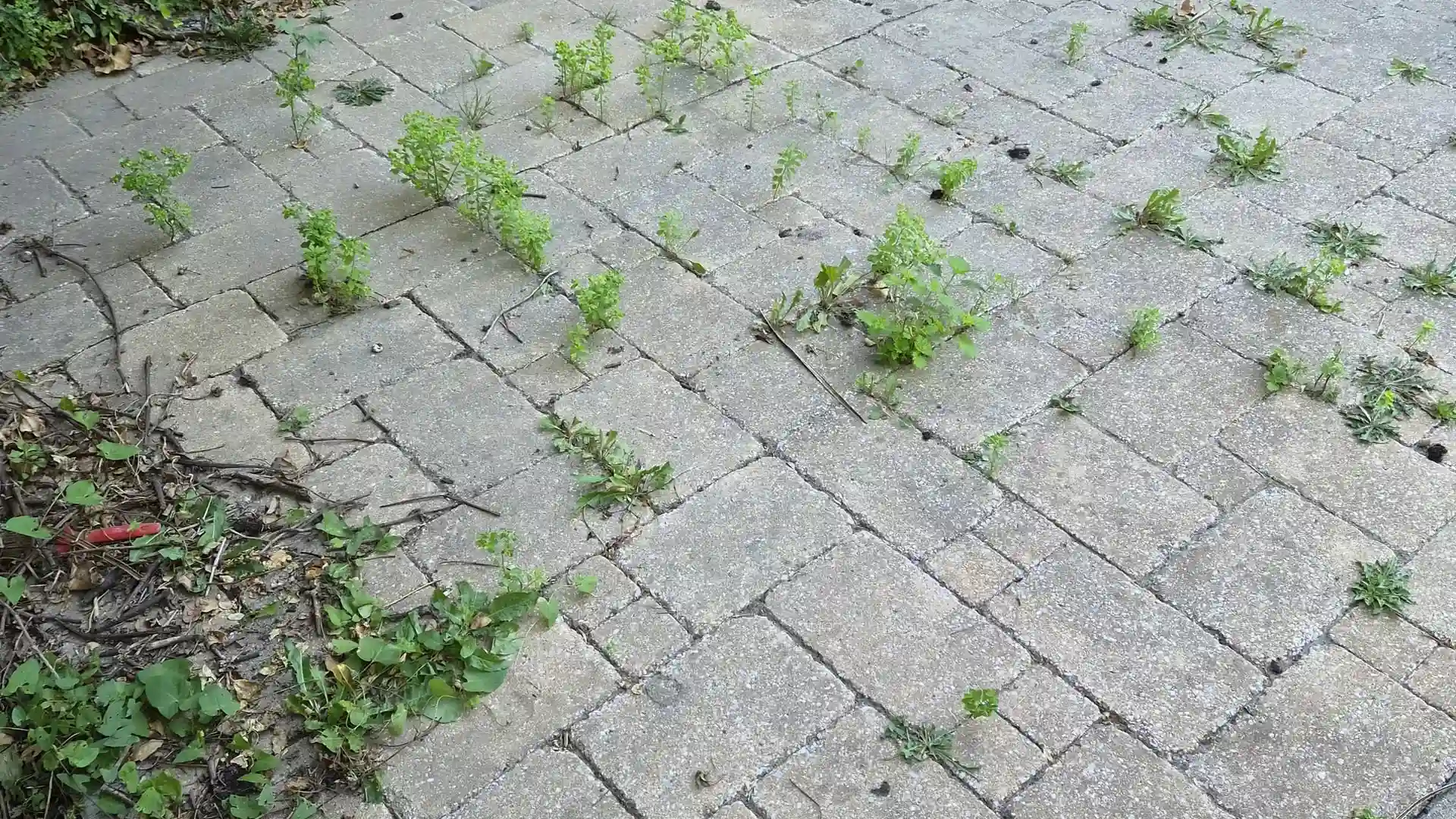 Allée en pavés beiges le long d'une haie, avant nettoyage