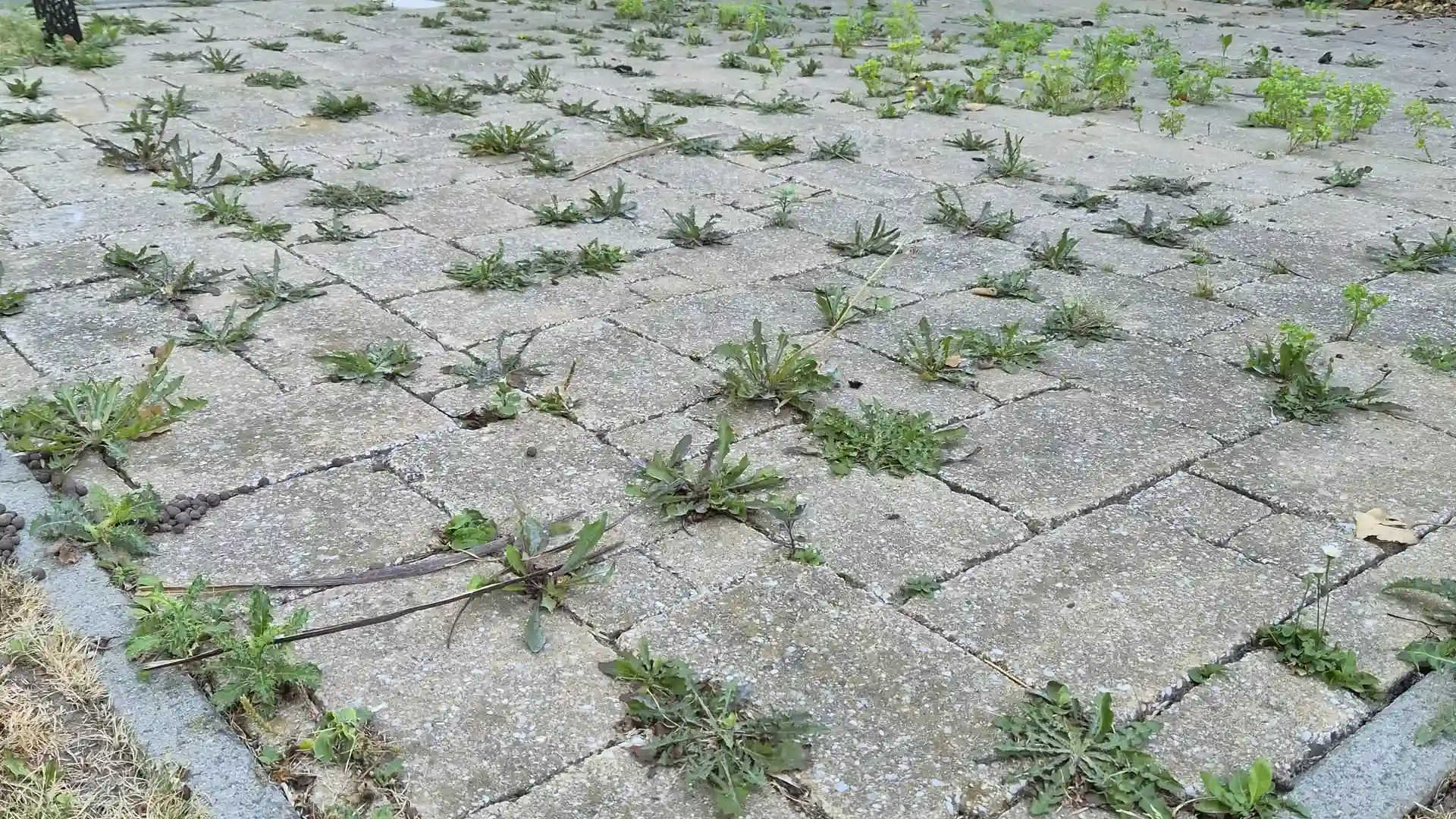 Allée en pavés beiges, avant nettoyage