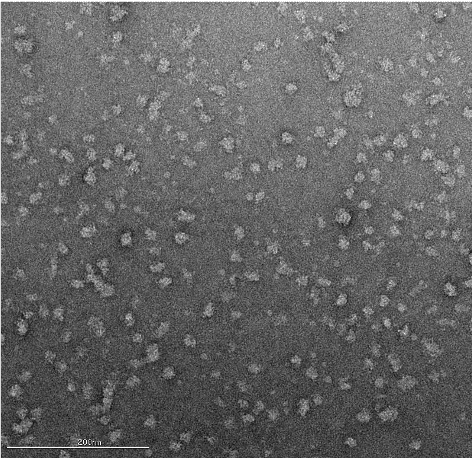 Cryo-EM image of negative stain screening | NanoImaging Services