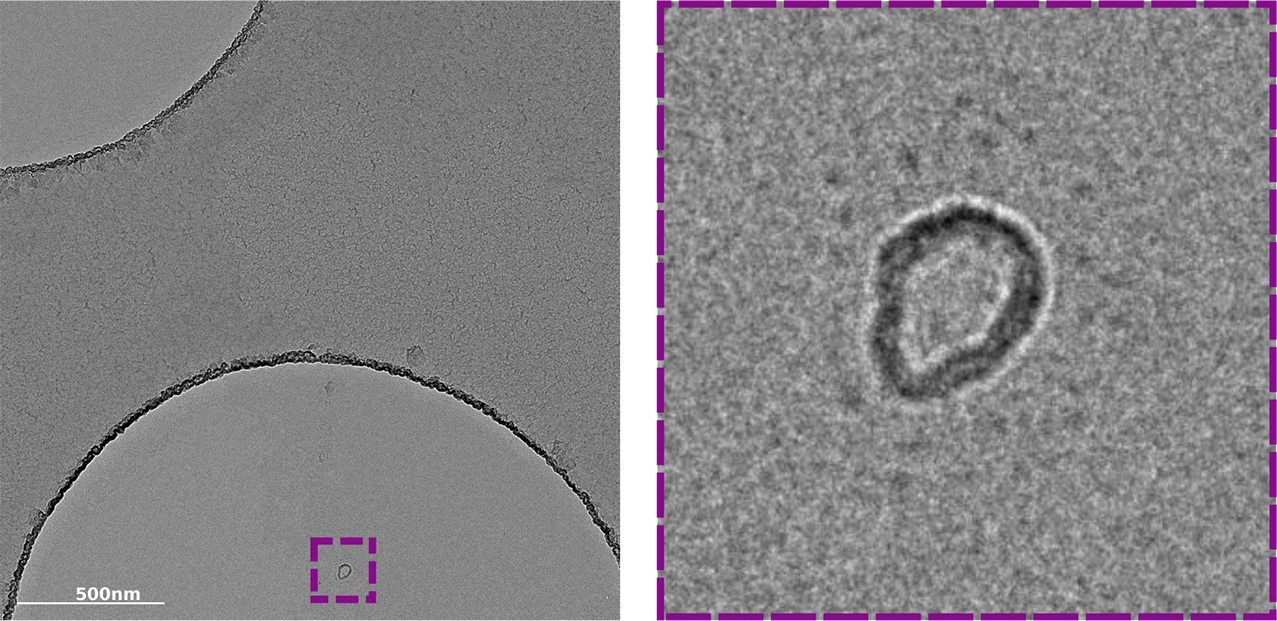 Microscopic black and white image of cryo-TEM grids containing carbon artifacts imaging | nanoparticle characterization at nanoimaging services