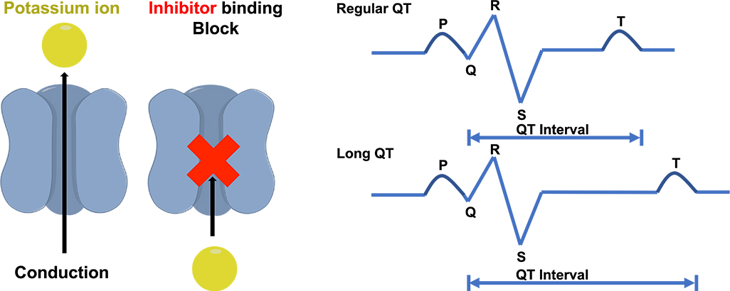 Schematic of hERG blockage of the voltage gated K+ channel and its impact on the cardiac action potential