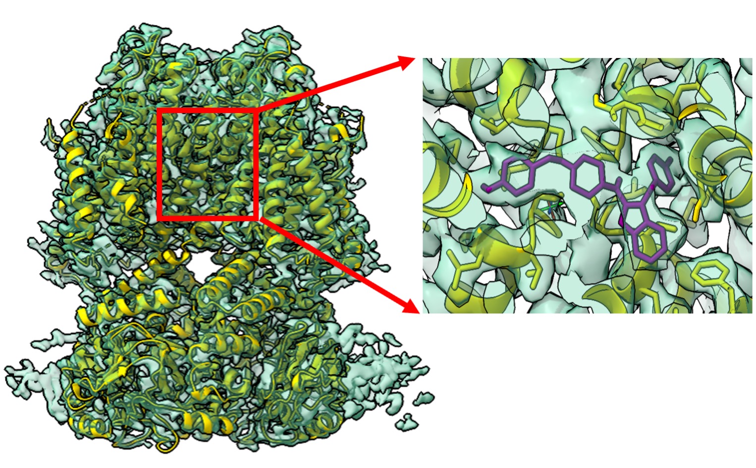 Cryo-EM structure (2.7 Å) of hERG, showing the presence of an Astemizole molecule in the central channel