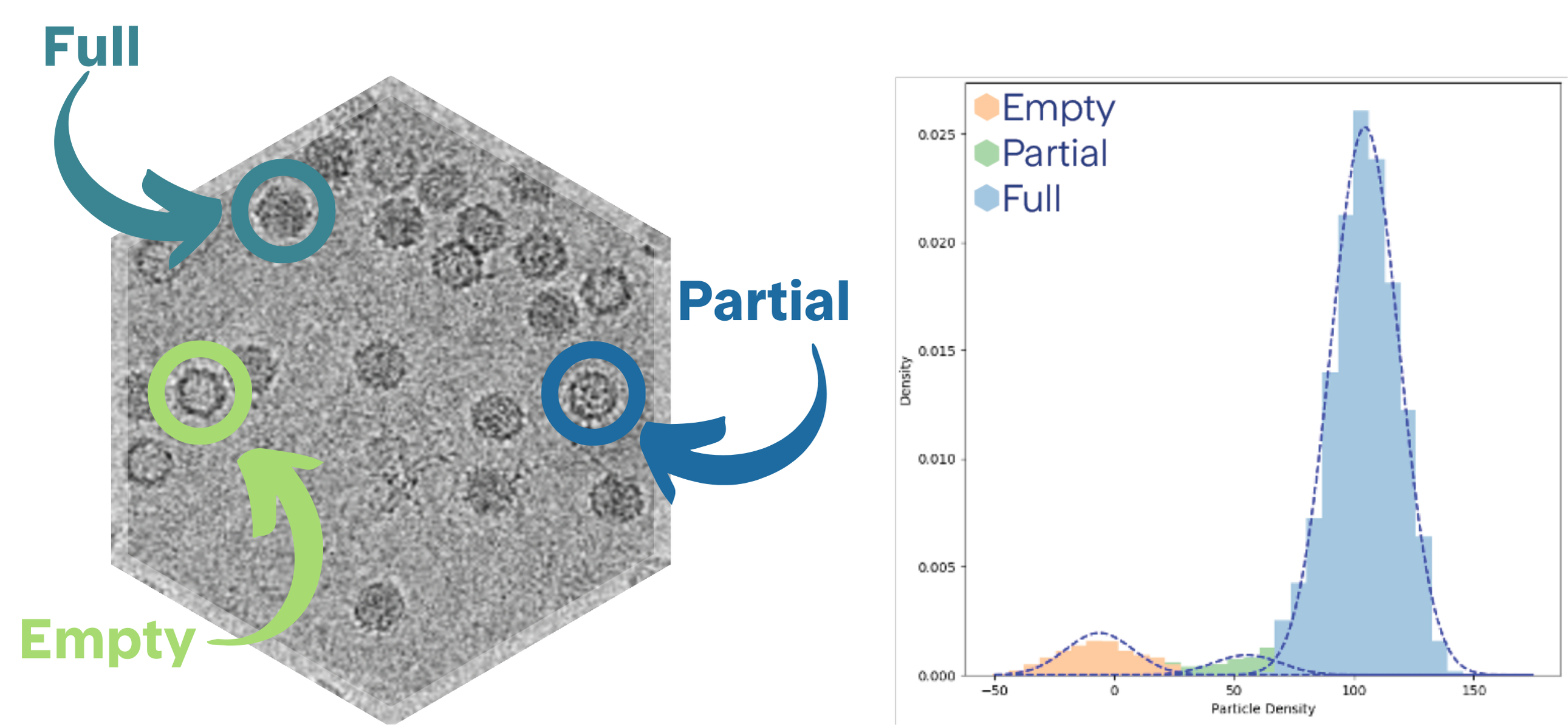 Example cryo-TEM images of full, partial, and empty AAV capsids (left) and plot chart (right)