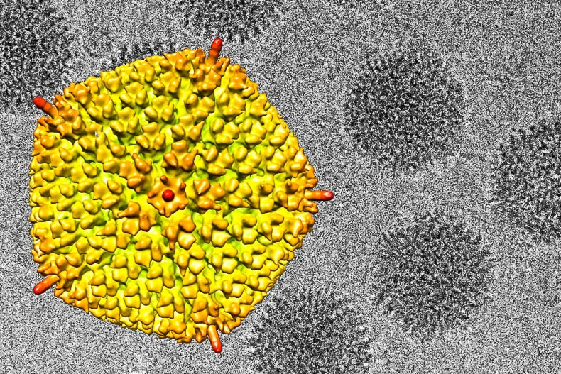 Cryo-EM in Gene Delivery
