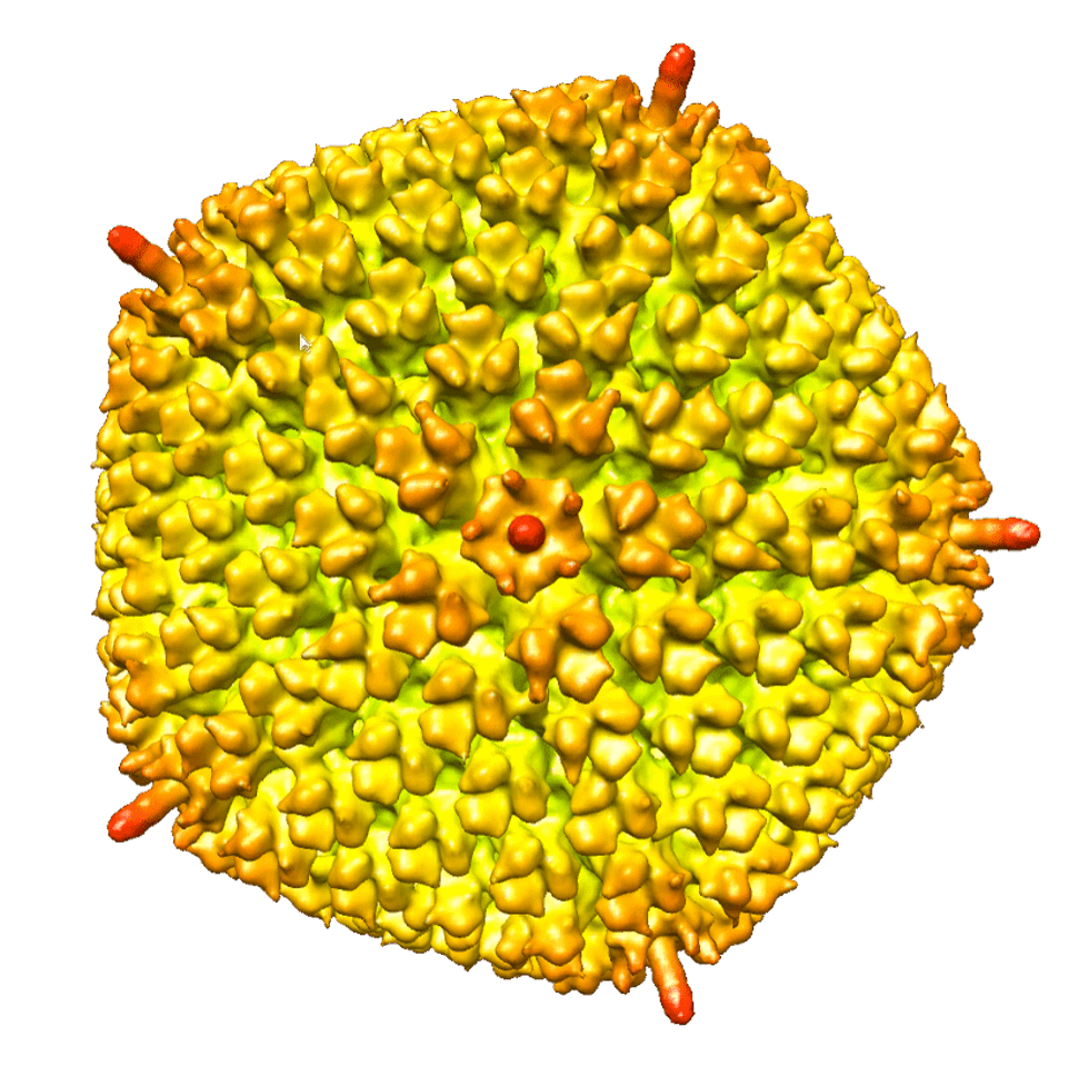 Cryo-EM in Gene Delivery | 3D Reconstruction of Adeno-associated virus AAV characterization