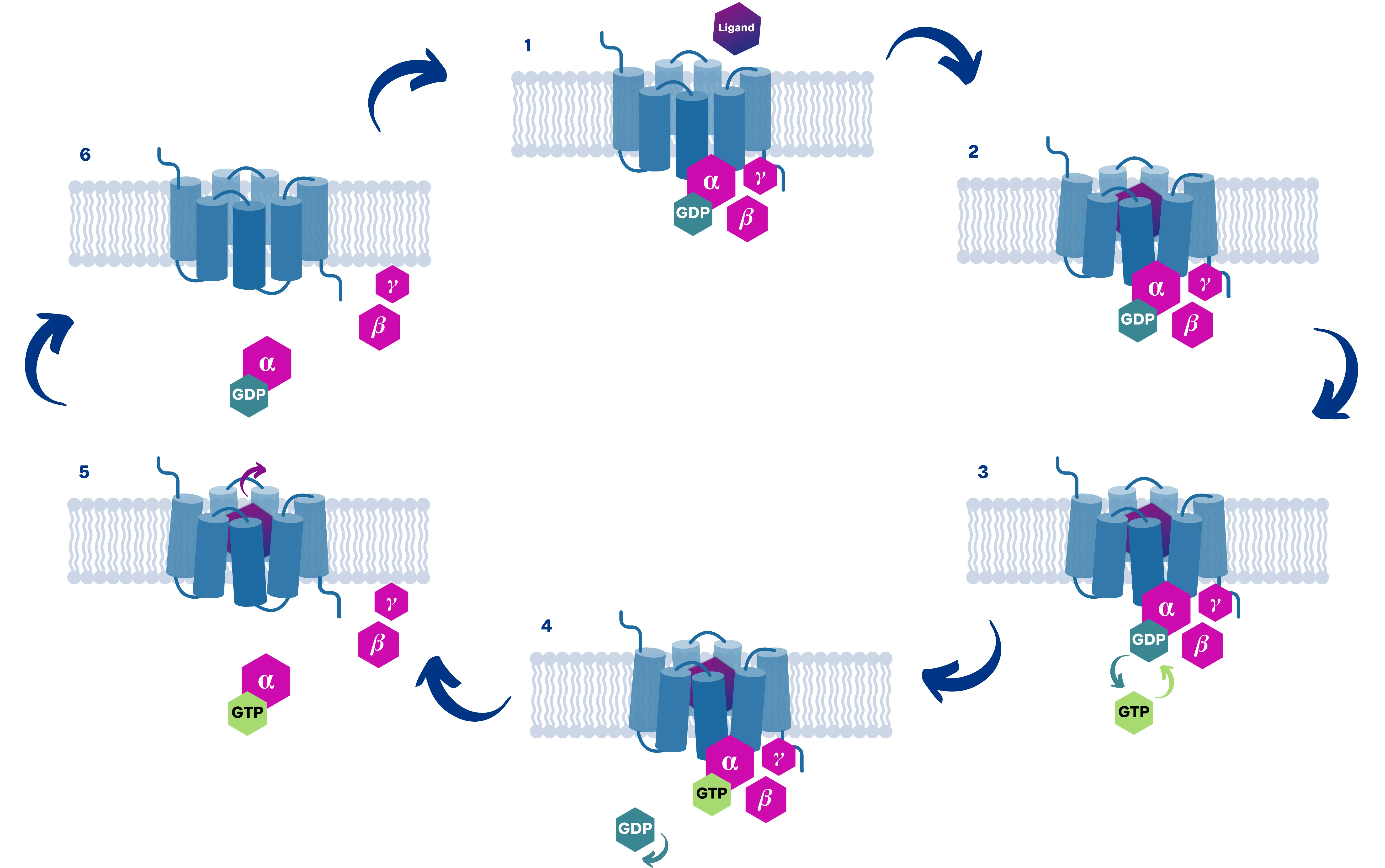 Colorful graphic depicting activation of G Protein-Coupled Receptors (GPCRs) through ligand binding for drug targeting | structural biology services | cryo-EM services from NIS