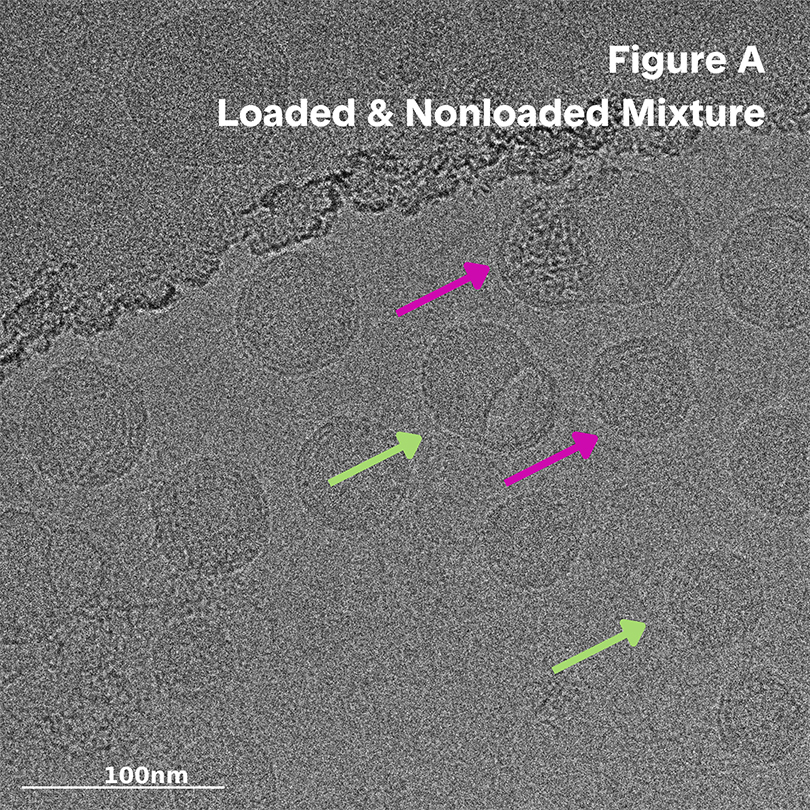 Black and white image of cryo-tem image of lnp characterization analysis encapsulation efficiency mrna encapsulation payload distribution | lipid nanoparticle characterization |nano imaging