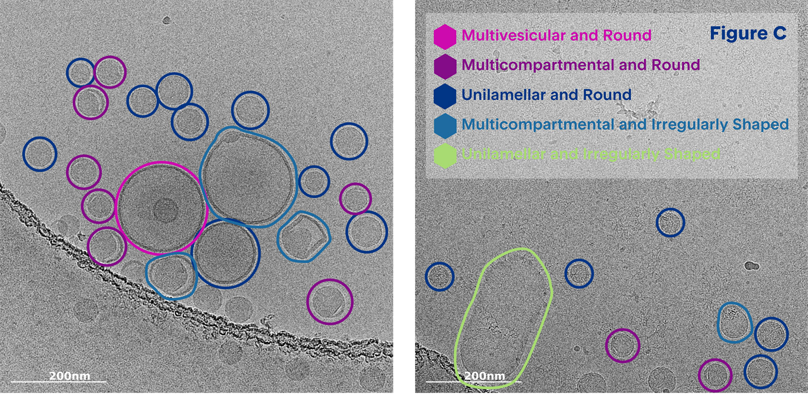Black and white image of cryo-tem image of lnp characterization analysis morphology lamellarity analysis | lipid nanoparticle characterization |nano imaging