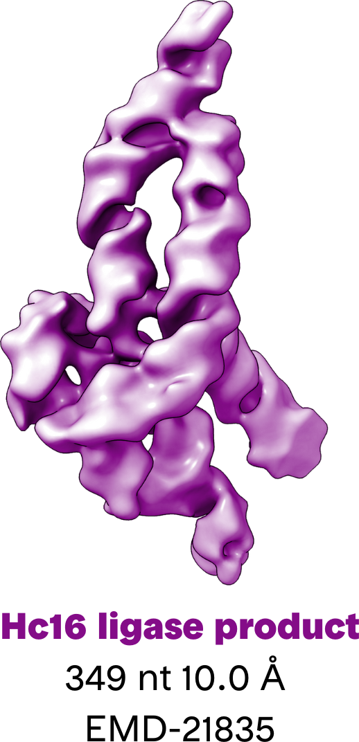 3D reconstruction of Hc16 ligase product EMD-21835 RNA by cryo-EM | RNA structural biology | RNA 3d reconstruction | Nanoimaging services