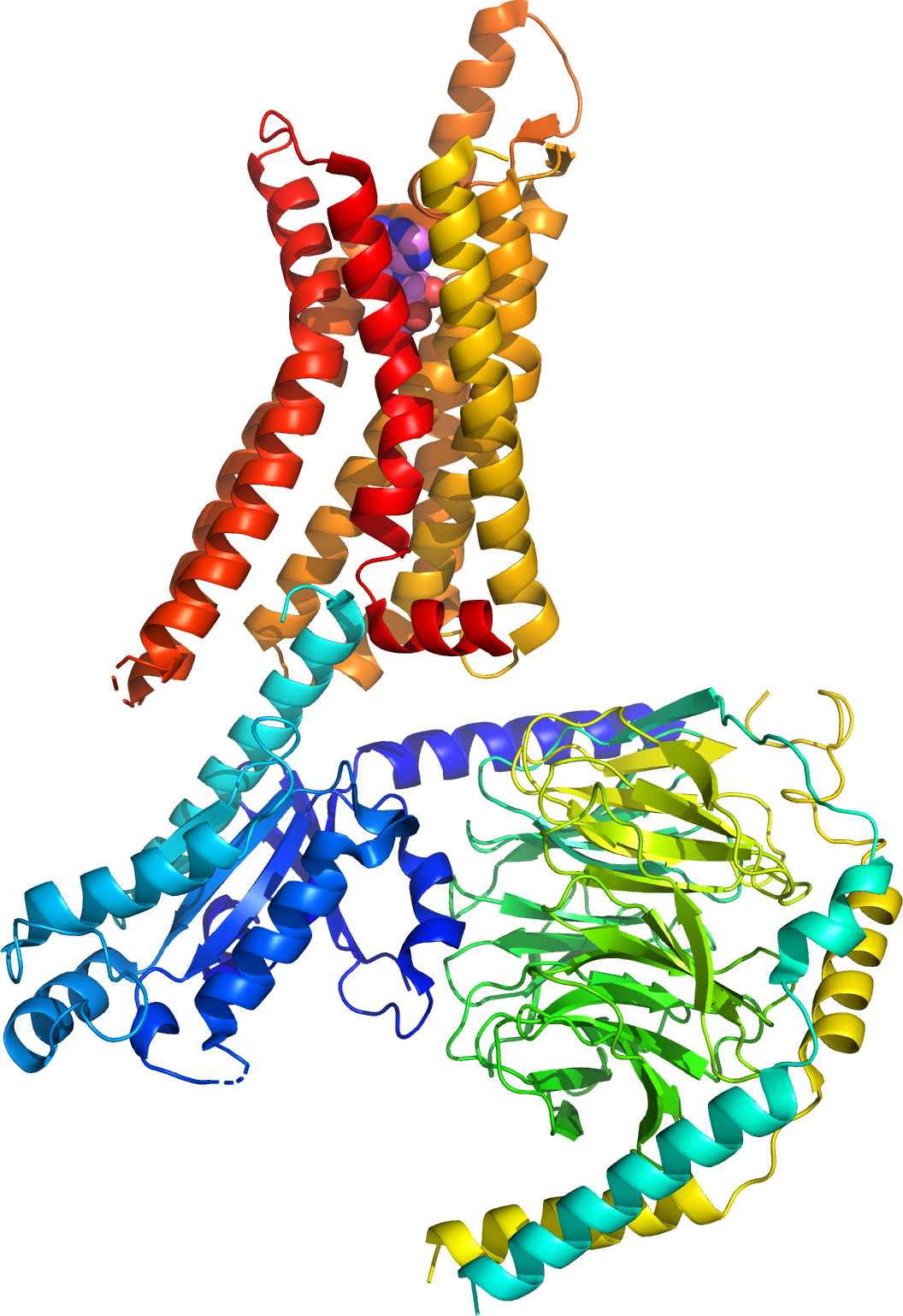 colorful 3D reconstruction of human adenosine A1 receptor-Gi2-protein complex (6D9H) from high resolution cryo-EM | Structural Biology | NanoImaging Services