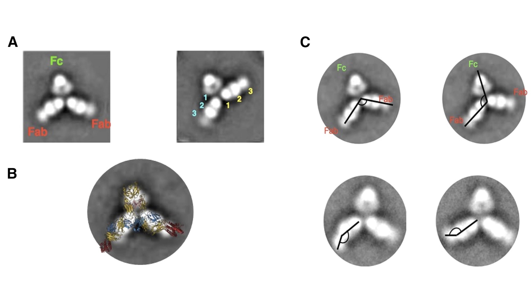 A novel interleukin-10 antibody graft to treat inflammatory bowel disease