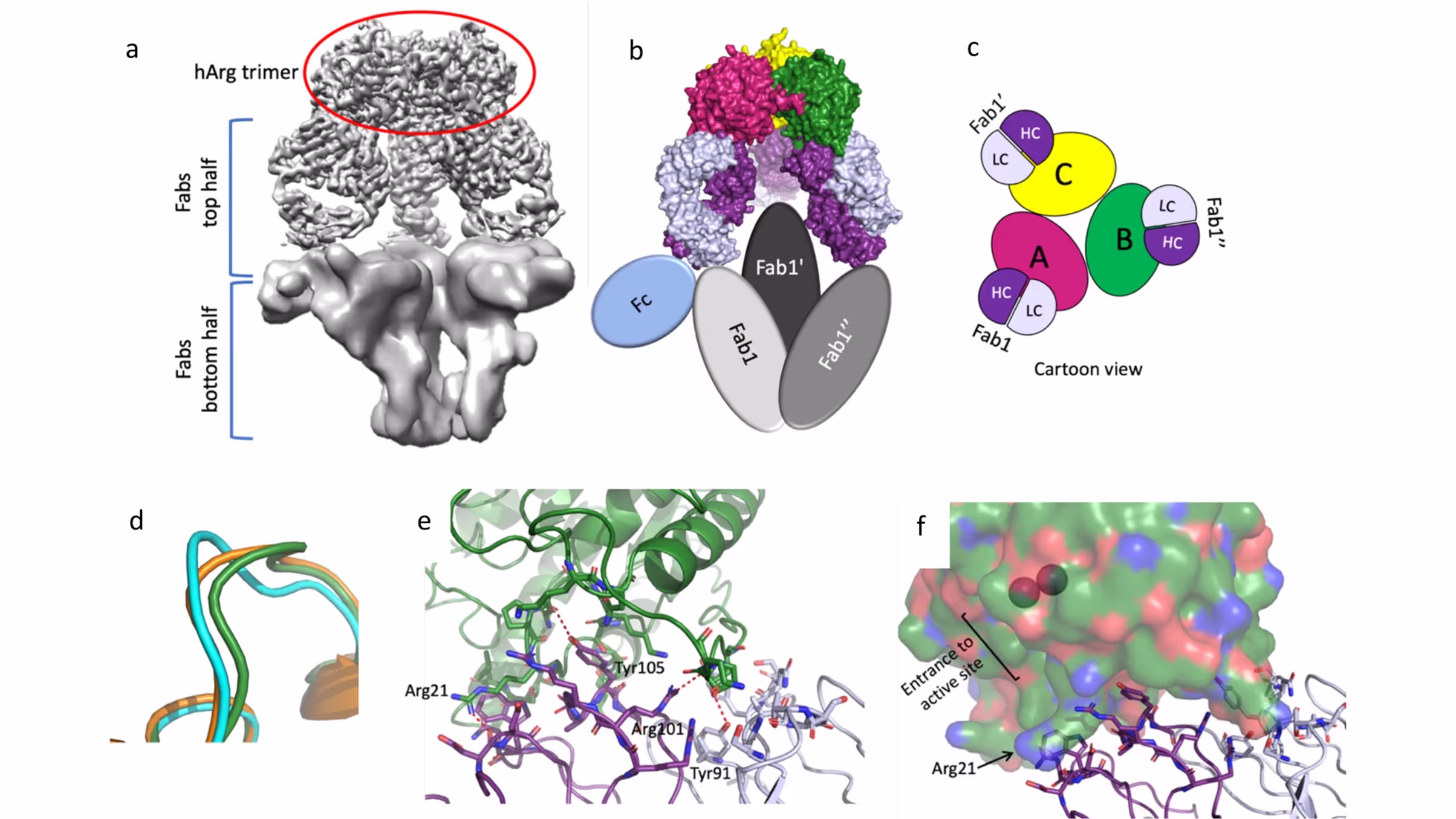 Cryo-EM structures of inhibitory antibodies complexed with arginase 1 provide insight into mechanism of action