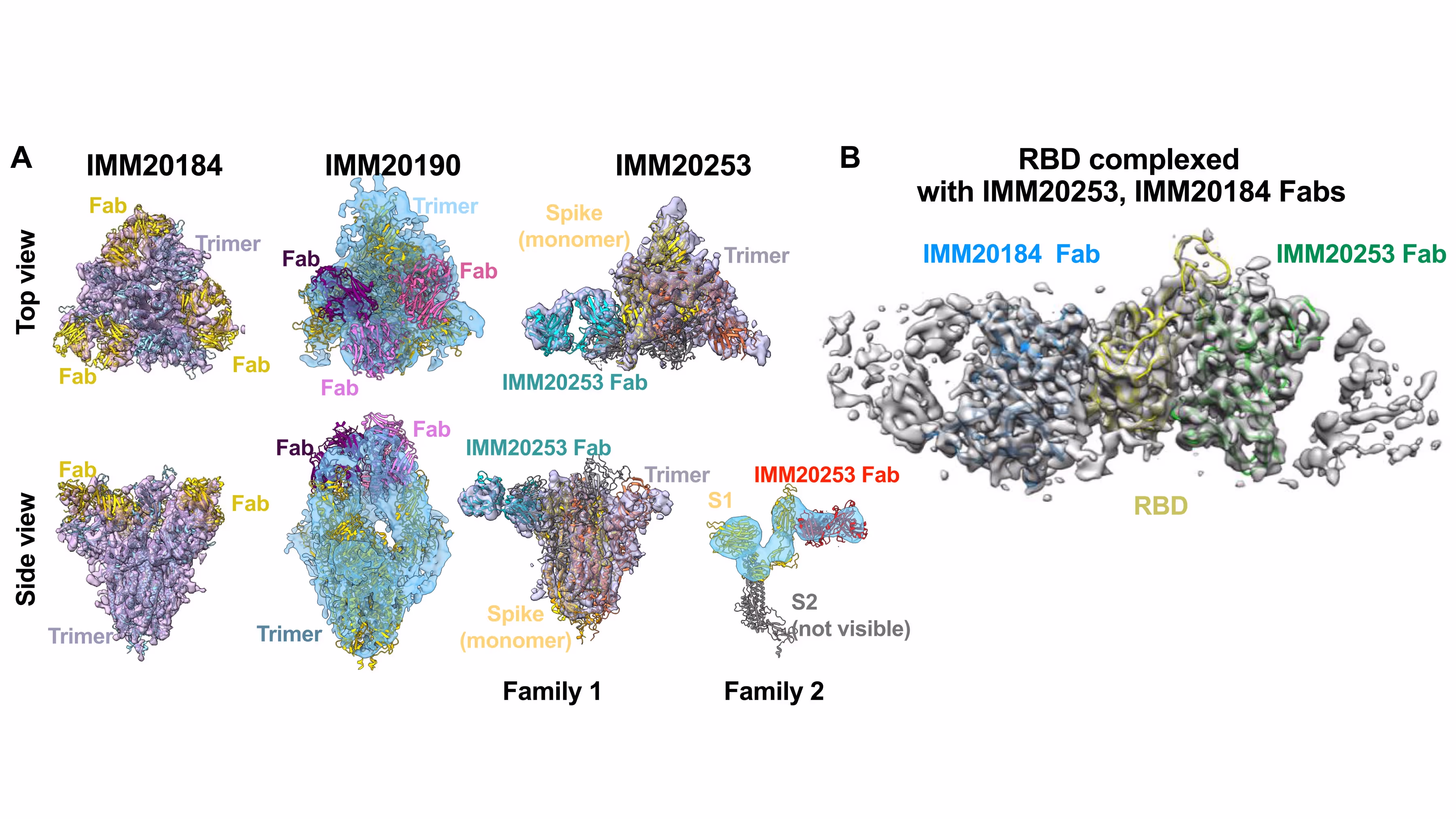 IMM-BCP-01, a patient-derived anti-SARS-CoV-2 antibody cocktail, is active across variants of concern including Omicron BA.1 and BA.2