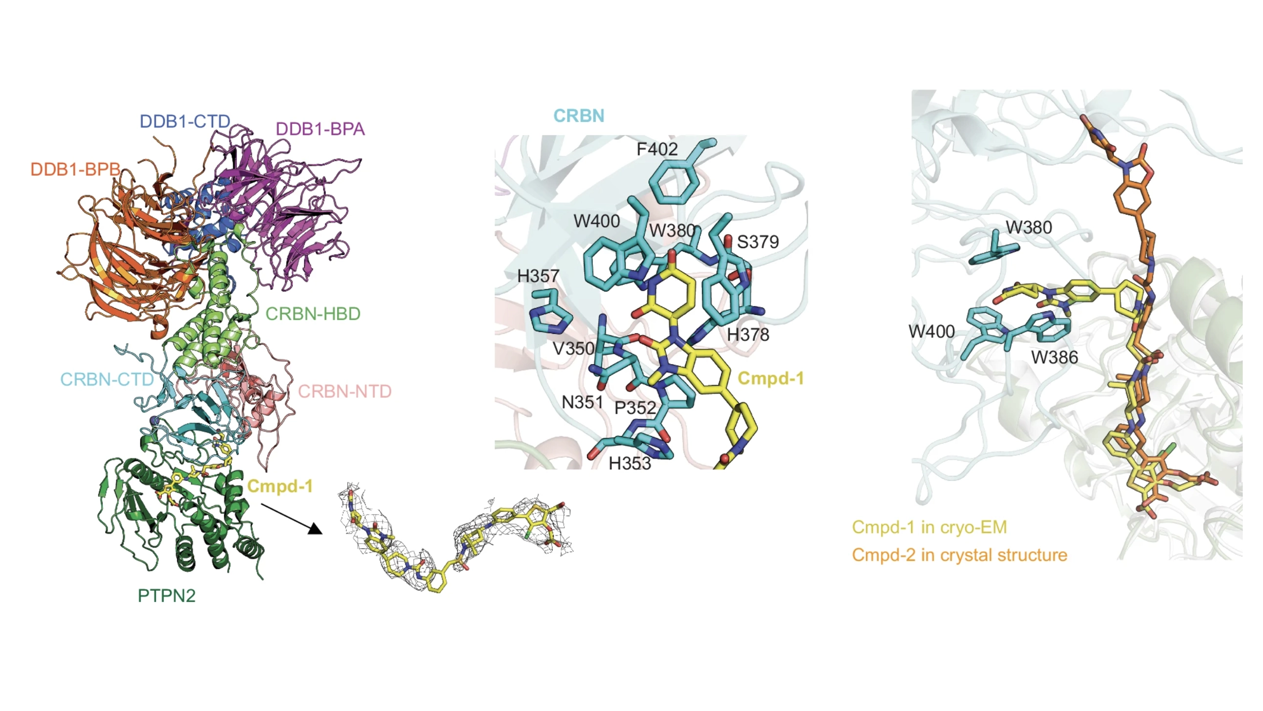 Mechanistic insights into a heterobifunctional degrader-induced PTPN2/N1 complex