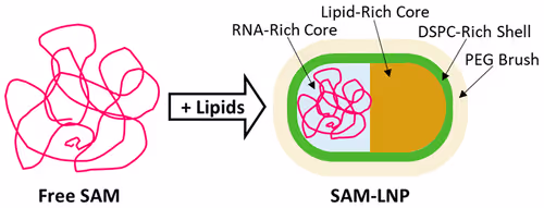 Morphological Characterization of Self-Amplifying mRNA Lipid Nanoparticles