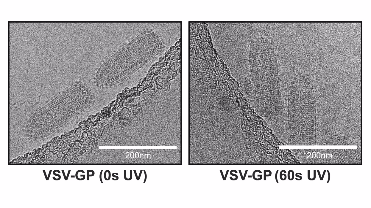 Nonclinical pharmacokinetics and biodistribution of VSV-GP using methods to decouple input drug disposition and viral replication