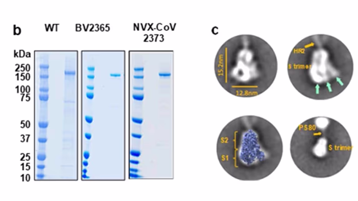 SARS-CoV-2 spike glycoprotein vaccine candidate NVX-CoV2373 immunogenicity in baboons and protection in mice