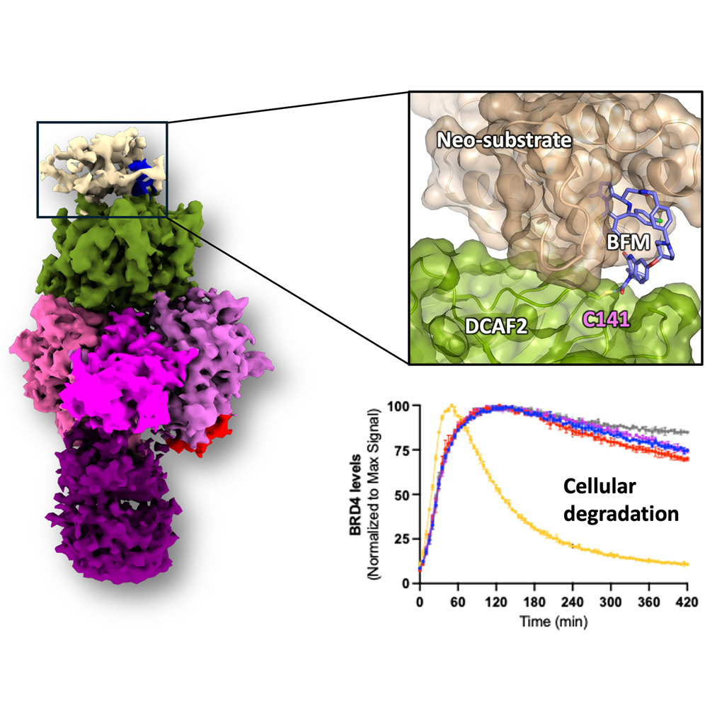 Structural basis for DCAF2 as a novel E3 ligase for PROTAC-mediated targeted protein degradation
