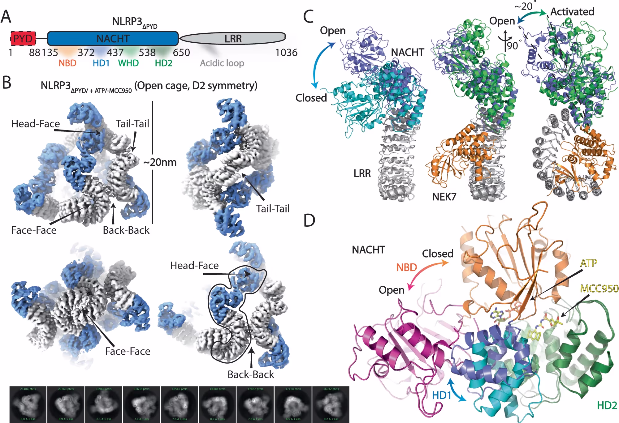 Structural basis for the oligomerization-facilitated NLRP3 activation