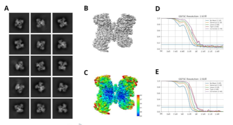The Discovery of RP-2119: A Potent, Selective, and Orally Bioavailable Polθ ATPase Inhibitor