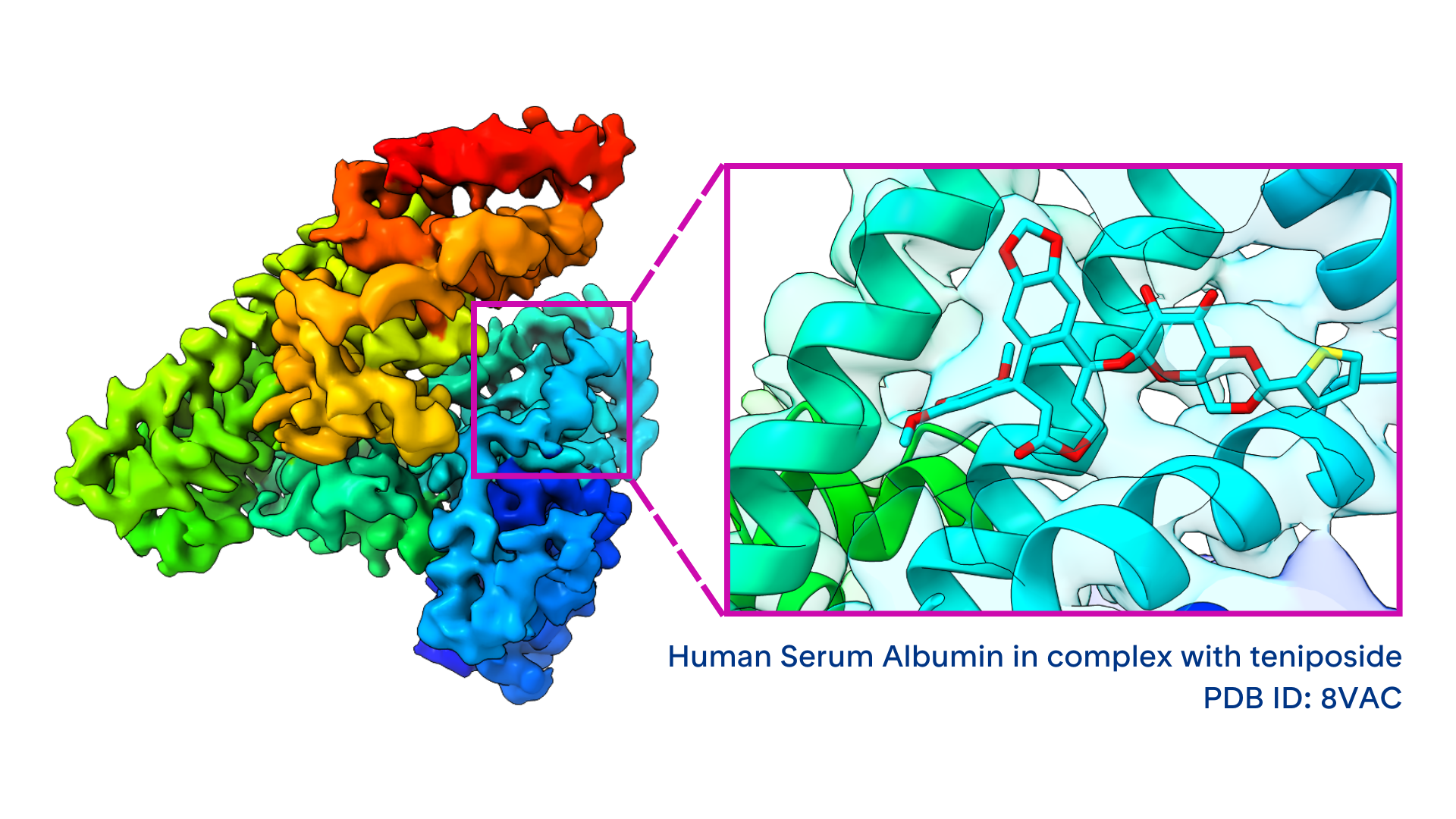 The Cryo-EM structure of human serum albumin in complex with ligands