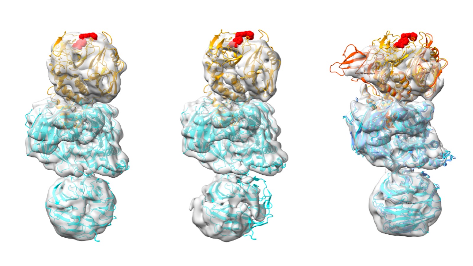 Gene-to-Structure Workflow for CRBN-DDB1