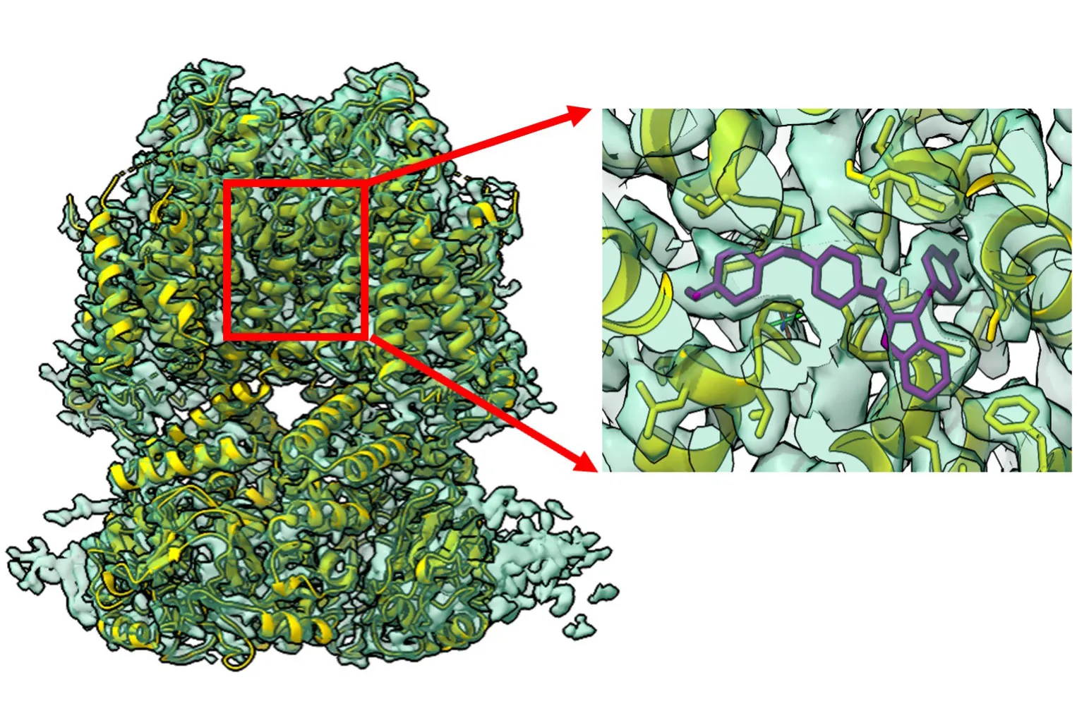 Structure Matters: Characterization of the hERG anti-target by cryo-EM