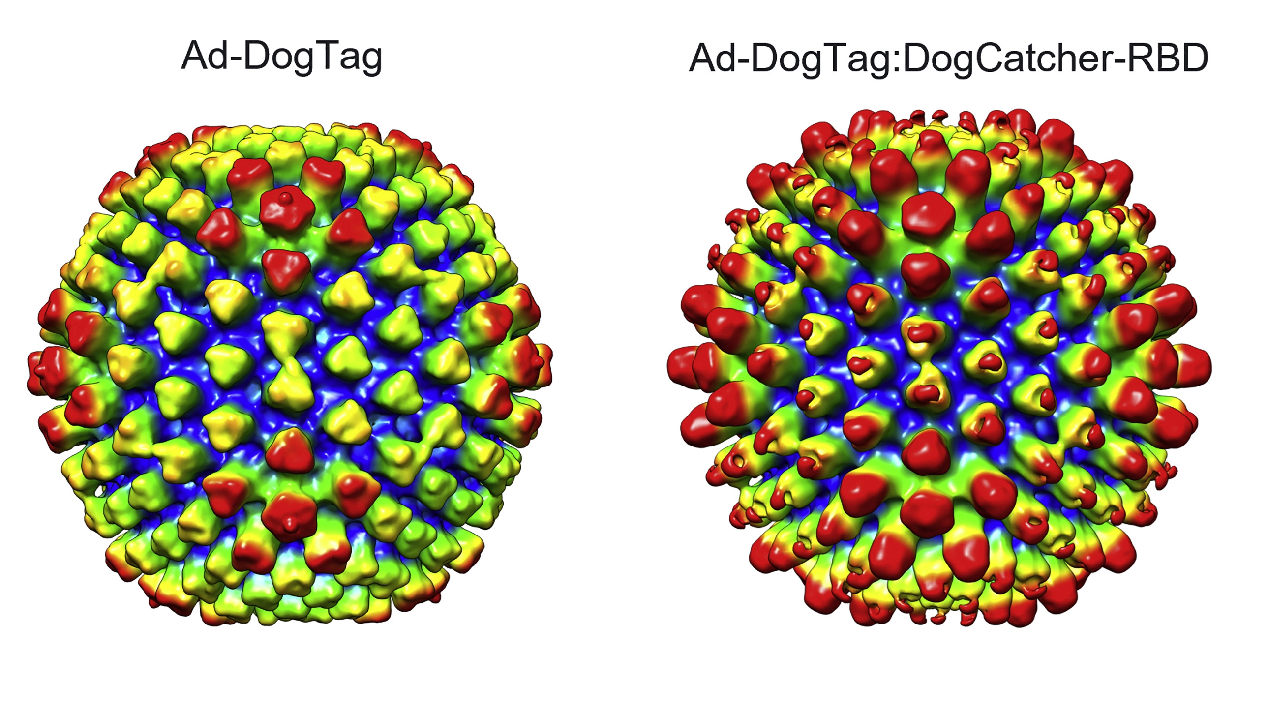 Modular capsid decoration boosts adenovirus vaccine-induced humoral immunity against SARS-CoV-2