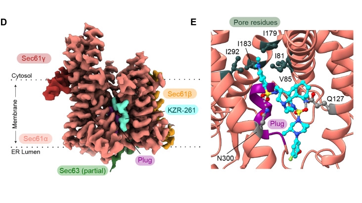 Preclinical characterization of novel multi-client inhibitors of Sec61 with broad antitumor activity