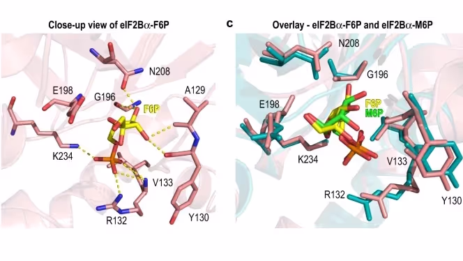Sugar phosphate activation of the stress sensor eIF2B