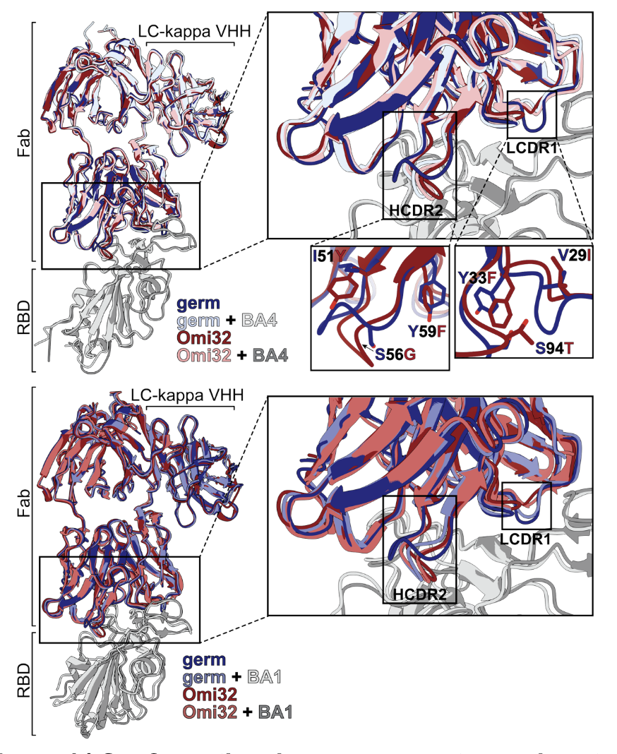 Biophysical trade-offs in antibody evolution are resolved by conformation-mediated epistasis
